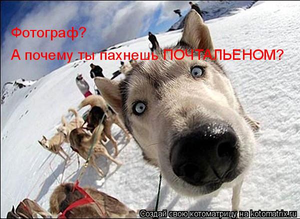 Котоматрица: Фотограф? А почему ты пахнешь ПОЧТАЛЬЕНОМ? А почему ты пахнешь ПОЧТАЛЬЕНОМ?