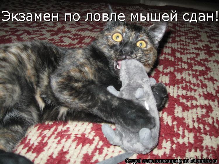 Котоматрица: Экзамен по ловле мышей сдан!