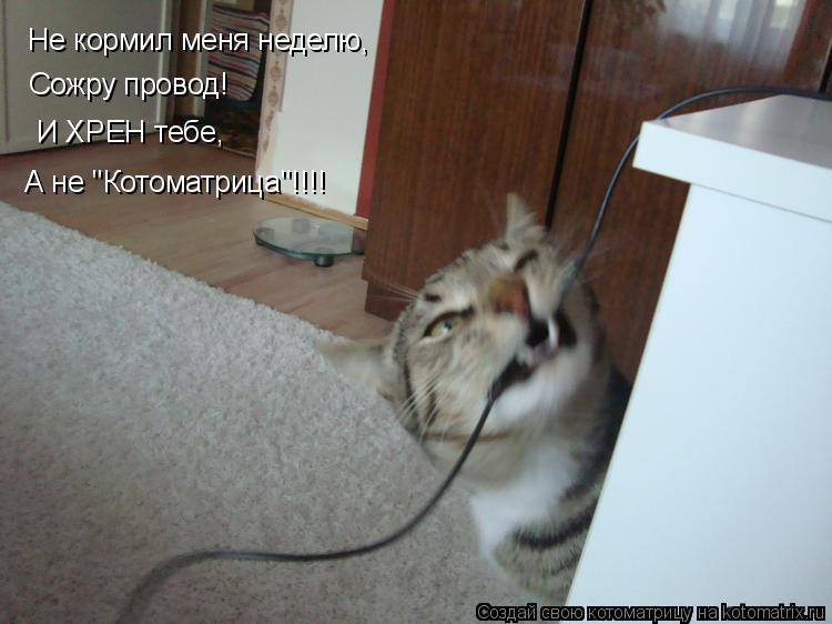 Котоматрица: Не кормил меня неделю, Сожру провод! И ХРЕН тебе, А не "Котоматрица"!!!!