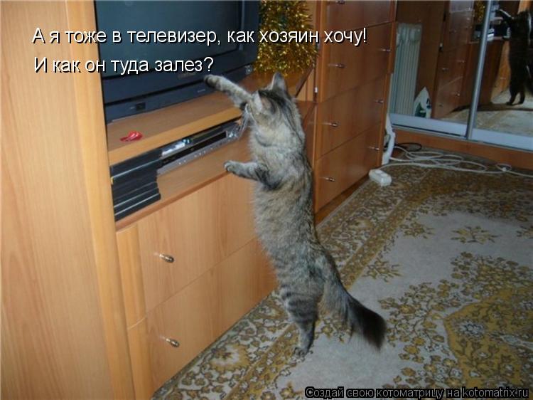 А я тоже в телевизер, как хозяин хочу! И как он туда залез?... Котоматрица: А я тоже в телевизер, как хозяин хочу! И как он туда залез?