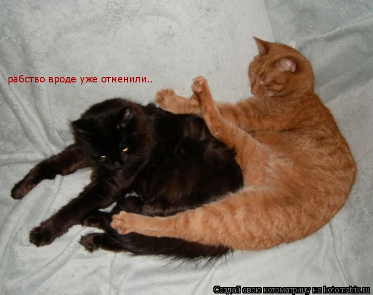 Котоматрица: рабство вроде уже отменили..