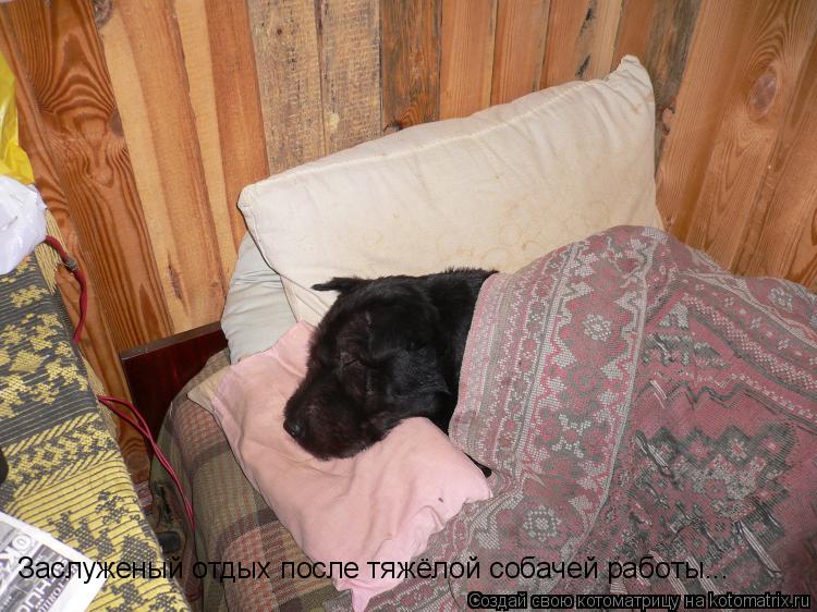 Котоматрица: Заслуженый отдых после тяжёлой собачей работы...