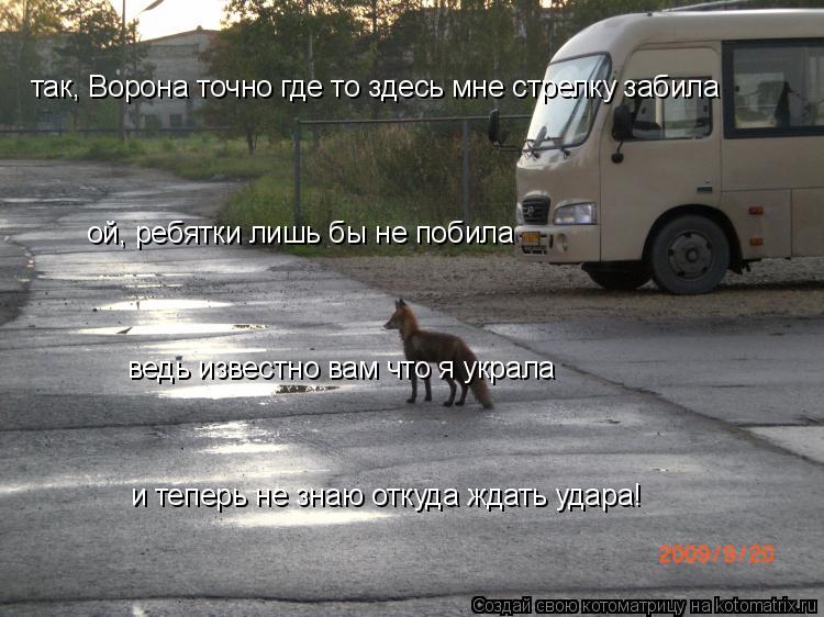 Котоматрица: так, Ворона точно где то здесь мне стрелку забила ой, ребятки лишь бы не побила ведь известно вам что я украла и теперь не знаю откуда ждать у