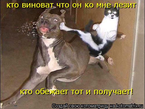Котоматрица: кто виноват что он ко мне лезит кто обежает тот и получает!