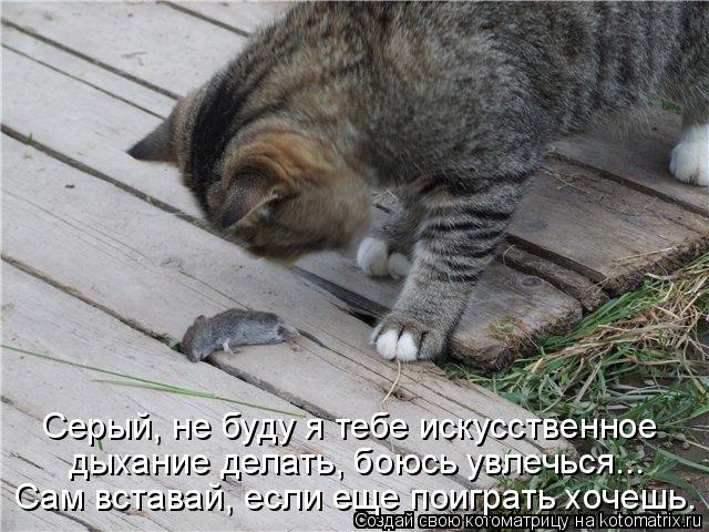 Серый, не буду я тебе искусственное дыхание делать, боюсь увлечься... Сам вставай, если еще поиграть... Котоматрица: Серый, не буду я тебе искусственное дыхание делать, боюсь увлечься... Сам вставай, если еще поиграть хочешь.