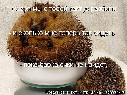 Котоматрица: ох зря мы с тобой кактус разбили  - и сколько мне теперь так сидеть  - пока бабка очки не найдет,