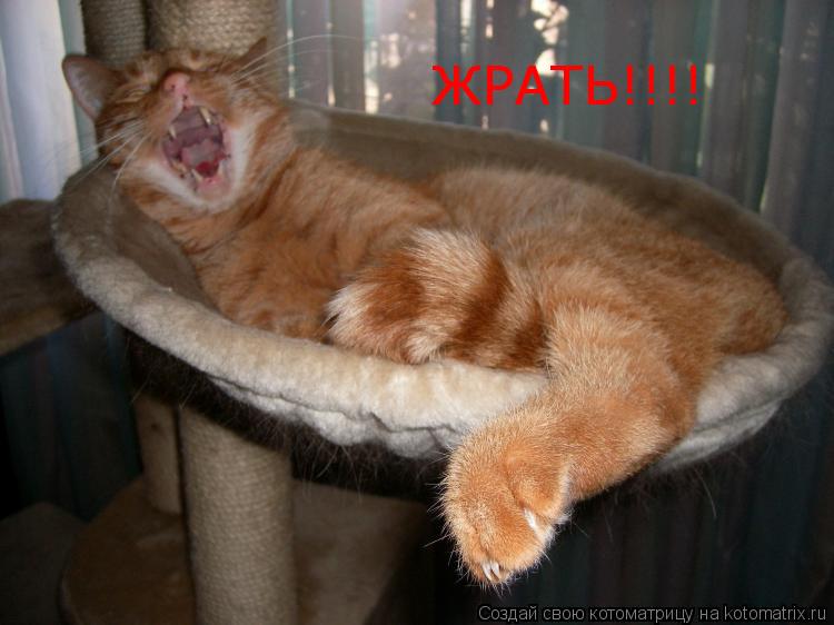 Котоматрица: ЖРАТЬ!!!!