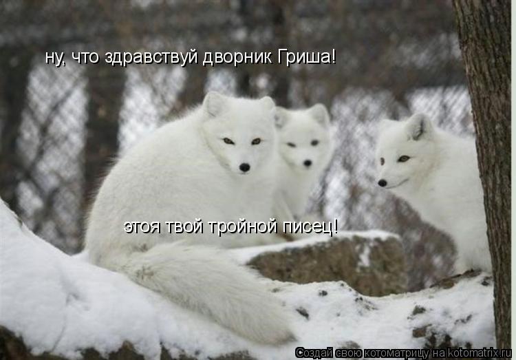 Котоматрица: ну, что здравствуй дворник Гриша!  этоя твой тройной писец!