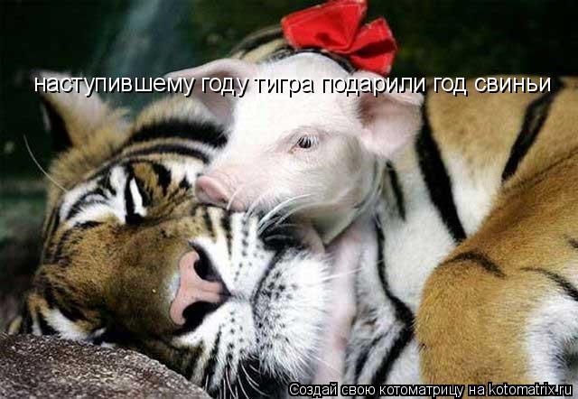 Котоматрица: наступившему году тигра подарили год свиньи