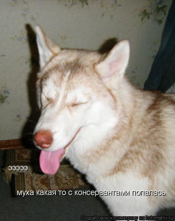 Котоматрица: эээээ муха какая то с консервантами попалась