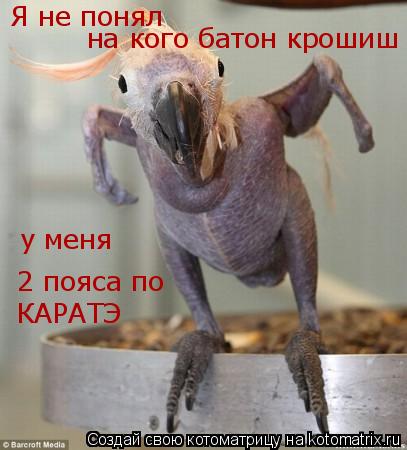 Котоматрица: Я не понял на кого батон крошиш у меня  2 пояса по  КАРАТЭ