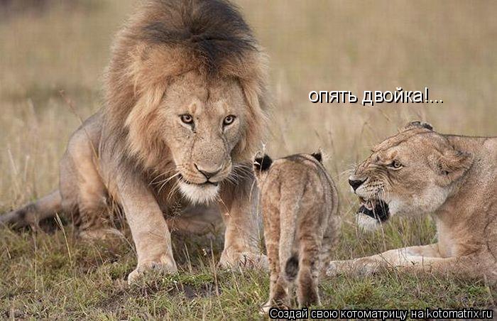 Котоматрица: опять двойка!...