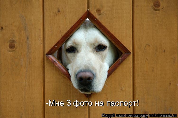 Котоматрица: -Мне 3 фото на паспорт!
