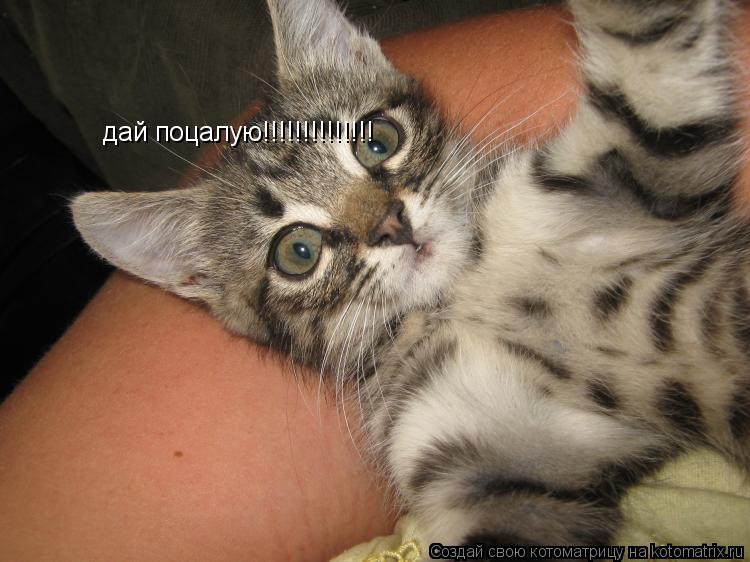 Котоматрица: дай поцалую!!!!!!!!!!!!!!