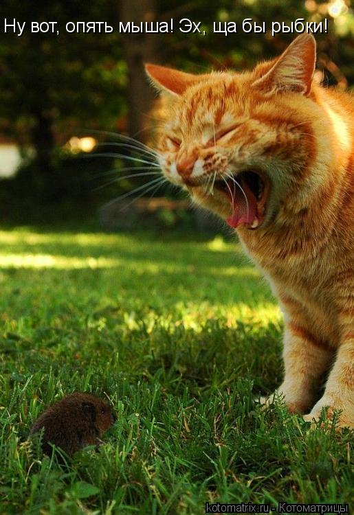Котоматрица: Ну вот, опять мыша! Эх, ща бы рыбки!