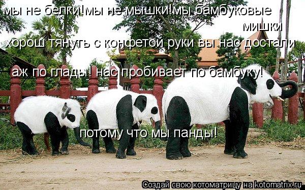 Котоматрица: мы не белки!мы не мышки!мы бамбуковые мишки хорош тянуть с конфетой руки вы нас достали аж по глады! нас пробивает по бамбуку! потому что мы п