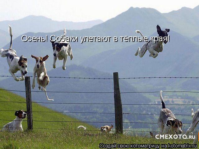 Котоматрица: Осень! Собаки улетают в тёплые края!