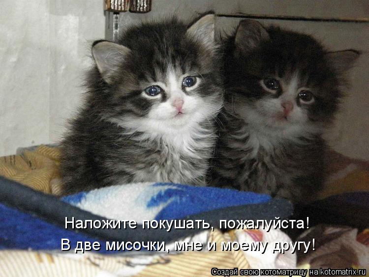 Наложите покушать, пожалуйста! В две мисочки, мне и моему другу!... Котоматрица: Наложите покушать, пожалуйста! В две мисочки, мне и моему другу!
