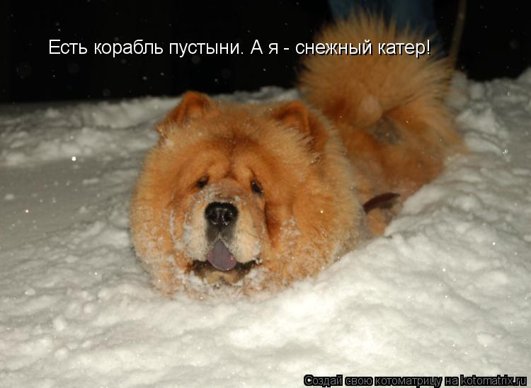 Котоматрица: Есть корабль пустыни. А я - снежный катер!