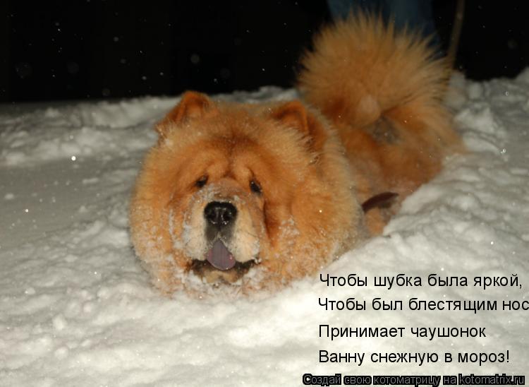 Котоматрица: Чтобы шубка была яркой, Чтобы был блестящим нос Принимает чаушонок Ванну снежную в мороз!