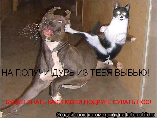 Котоматрица: НА ПОЛУЧИ!ДУРЬ ИЗ ТЕБЯ ВЫБЬЮ! БУДЕШ ЗНАТЬ КАК К МОЕЙ ПОДРУГЕ СУВАТЬ НОС!