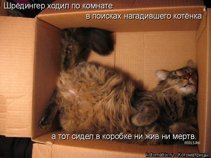 Шрёдингер ходил по комнате в поисках нагадившего котёнка а тот сидел в коробке ни жив ни мертв.... Котоматрица: Шрёдингер ходил по комнате в поисках нагадившего котёнка а тот сидел в коробке ни жив ни мертв.