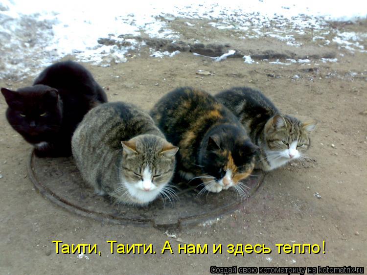 Котоматрица: Таити, Таити. А нам и здесь тепло!