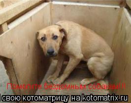 Котоматрица: Помогите бездомным собакам!!!