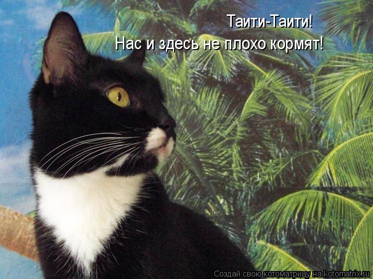 Котоматрица: Таити-Таити!  Нас и здесь не плохо кормят!