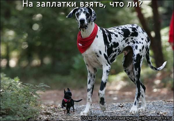 На заплатки взять, что ли?... Котоматрица: На заплатки взять, что ли?