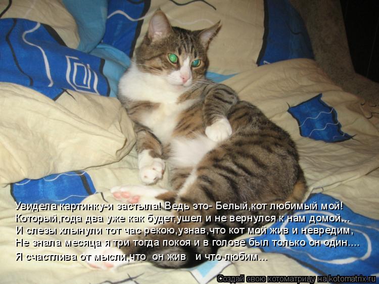 Котоматрица: Который,года два уже как будет,ушел и не вернулся к нам домой... И слезы хлынули тот час рекою,узнав,что кот мой жив и невредим, Не знала месяц