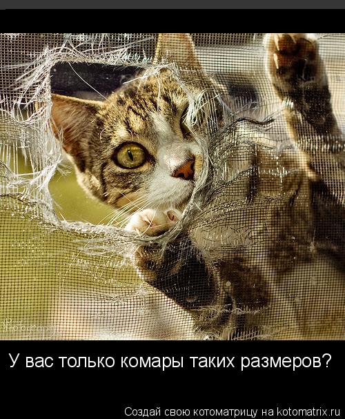 У вас только комары таких размеров?... Котоматрица: У вас только комары таких размеров?
