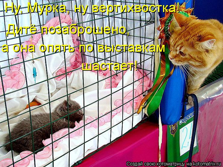 Ну, Мурка, ну вертихвостка! а она опять по выставкам Дитё позаброшено, шастает!... Котоматрица: Ну, Мурка, ну вертихвостка! а она опять по выставкам Дитё позаброшено, шастает!