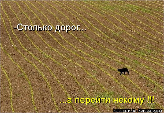-Столько дорог... ...а перейти некому !!!... Котоматрица: -Столько дорог... ...а перейти некому !!!