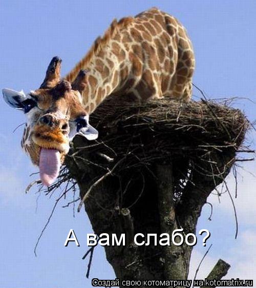 Котоматрица: А вам слабо?