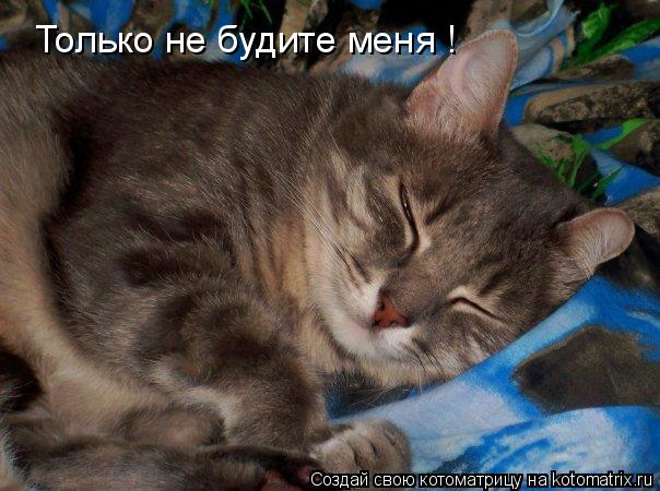 Котоматрица: Только не будите меня !