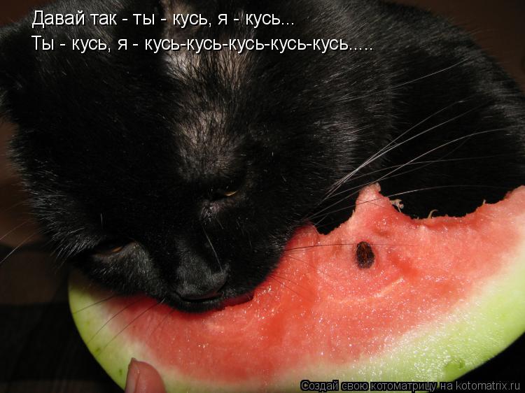 Котоматрица: Давай так - ты - кусь, я - кусь... Ты - кусь, я - кусь-кусь-кусь-кусь-кусь.....