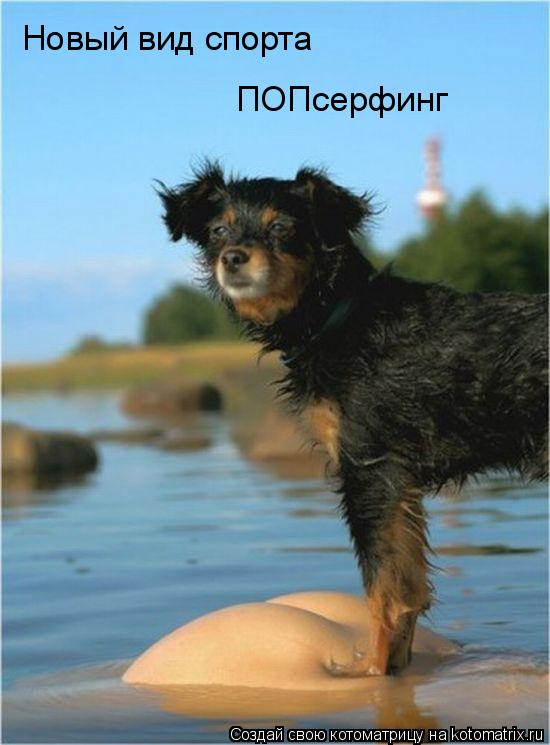 Котоматрица: Новый вид спорта ПОПсерфинг