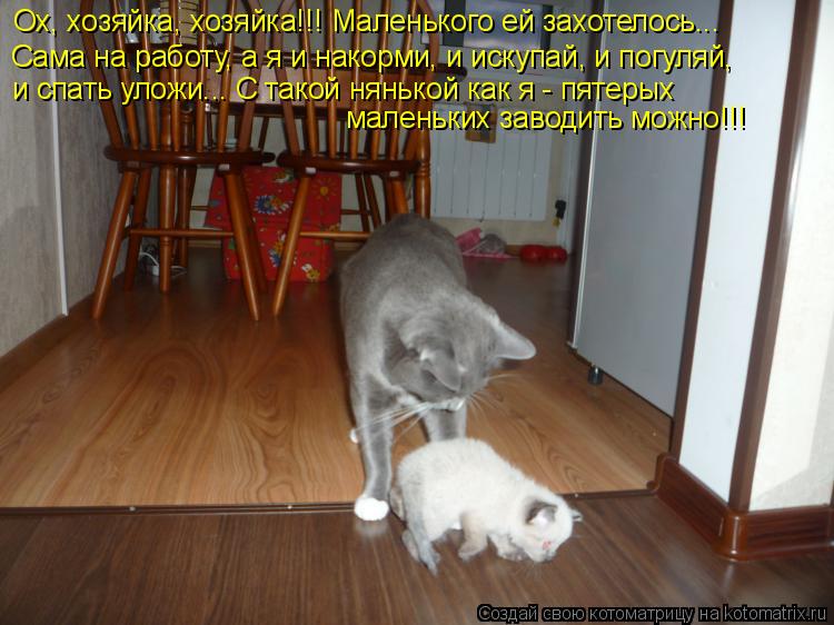 Котоматрица: Ох, хозяйка, хозяйка!!! Маленького ей захотелось... Сама на работу, а я и накорми, и искупай, и погуляй, и спать уложи... С такой нянькой как я - пя