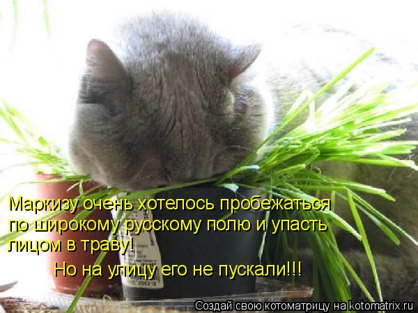 Маркизу очень хотелось пробежаться по широкому русскому полю и упасть лицом в траву! Но на улицу его ... Котоматрица: Маркизу очень хотелось пробежаться по широкому русскому полю и упасть лицом в траву! Но на улицу его не пускали!!!