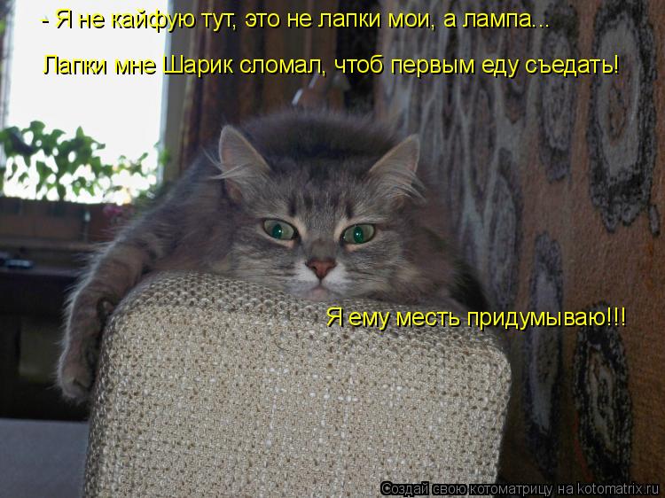 Котоматрица: Я ему месть придумываю!!! - Я не кайфую тут, это не лапки мои, а лампа... Лапки мне Шарик сломал, чтоб первым еду съедать!