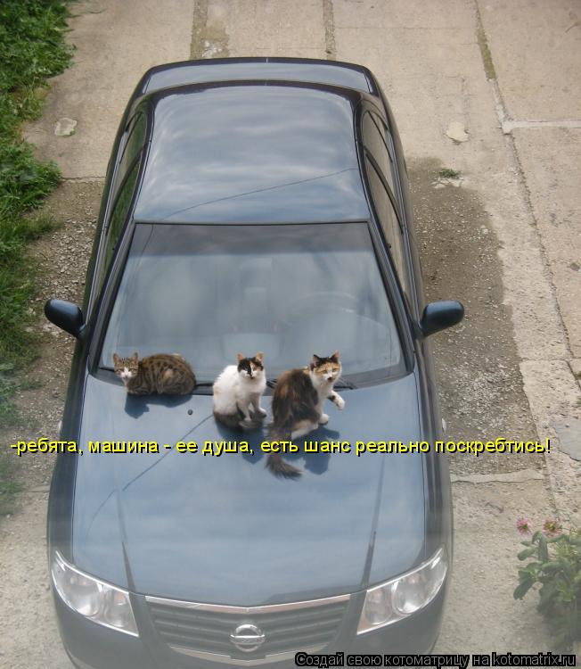 Котоматрица: -ребята, машина - ее душа, есть шанс реально поскребтись!