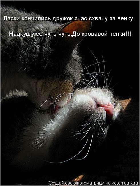 Котоматрица: Ласки кончились дружок,счас схвачу за венку! Надкушу её чуть чуть,До кровавой пенки!!!