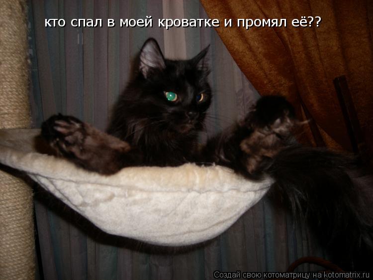 Котоматрица: кто спал в моей кроватке и промял её??