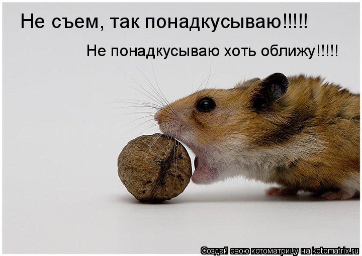 Котоматрица: Не съем, так понадкусываю!!!!! Не понадкусываю хоть оближу!!!!!
