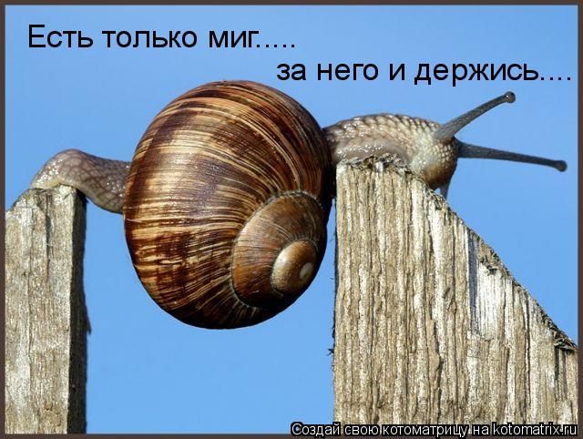 Котоматрица: Есть только миг..... за него и держись....