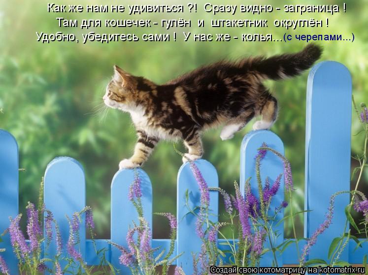 Котоматрица: Там для кошечек - гулён  и  штакетник  округлён ! Как же нам не удивиться ?!  Сразу видно - заграница ! Удобно, убедитесь сами !  У нас же - колья... 