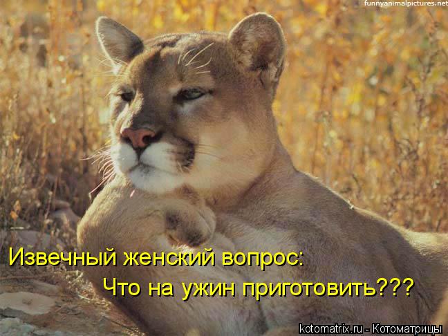 Котоматрица: Извечный женский вопрос: Что на ужин приготовить???