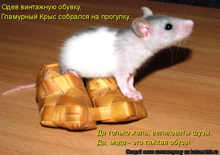 Одев винтажную обувку, Гламурный Крыс собрался на прогулку... Да только жаль, великоваты шузы. Да,... Котоматрица: Одев винтажную обувку, Гламурный Крыс собрался на прогулку... Да только жаль, великоваты шузы. Да, мода - это тяжкая обуза!