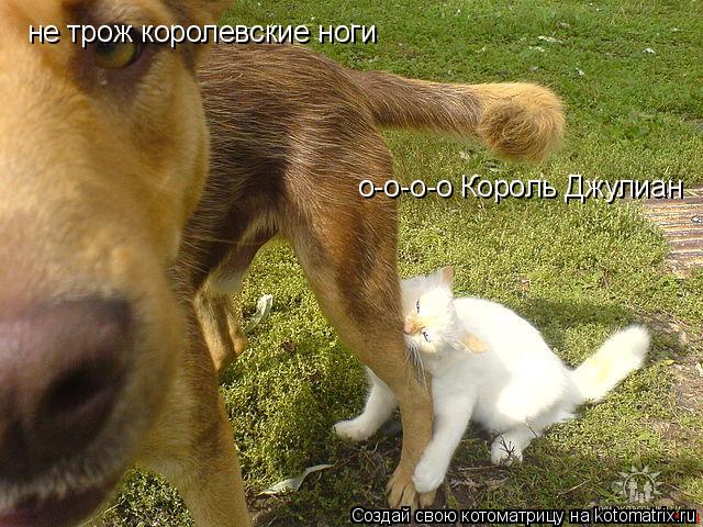 Котоматрица: о-о-о-о Король Джулиан не трож королевские ноги  не трож королевские ноги